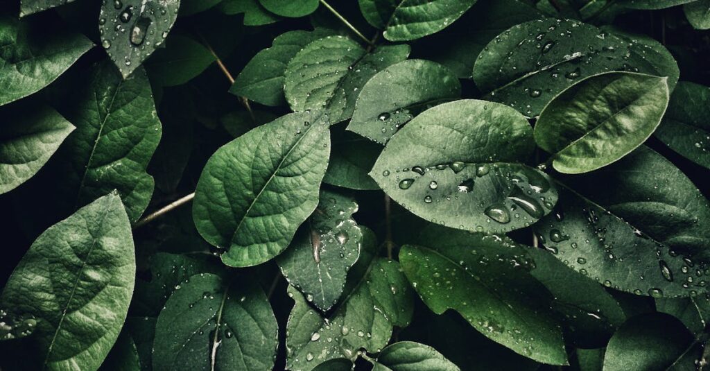 Close-up of lush green leaves with dewdrops, capturing a refreshing and natural texture.